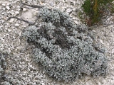 Полынь беловойлочная (Artemisia hololeuca)
